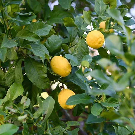 Villa Merope Irena 2 *