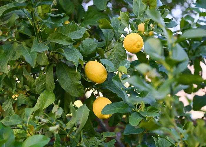 ヴィラ Merope Irena 2 *